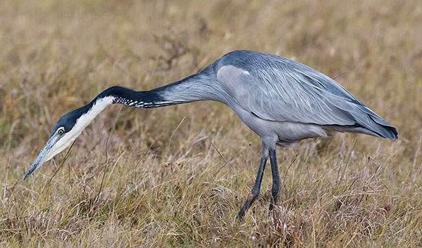 Black-headed Heron